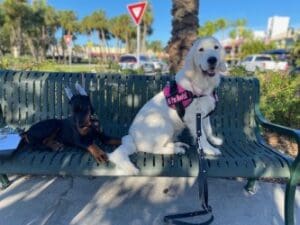 Suncoast Goldens