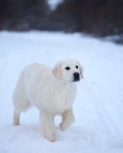 Suncoast Goldens