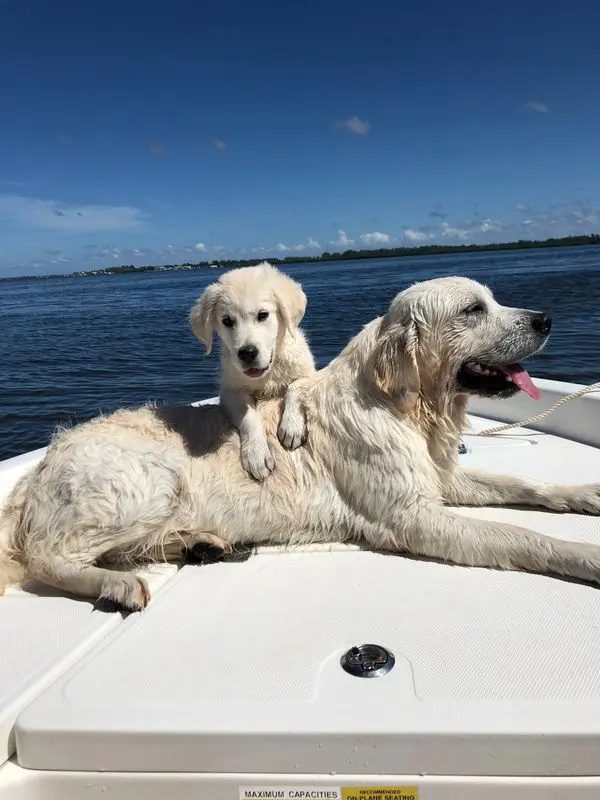 Suncoast Goldens